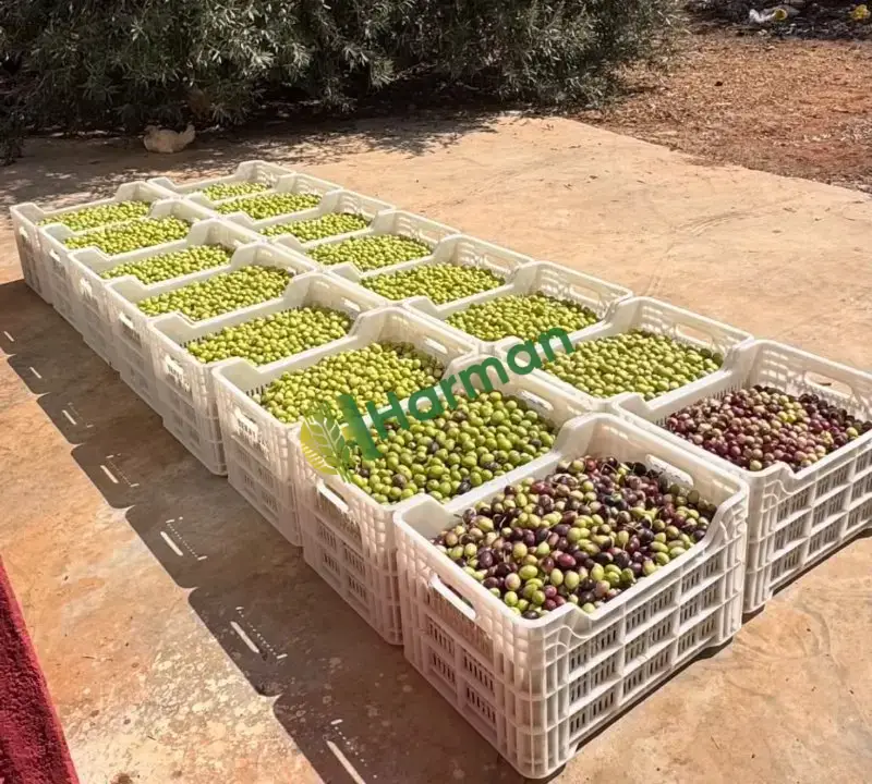 Dalından Tavşan Yüreği Yeşil Zeytin