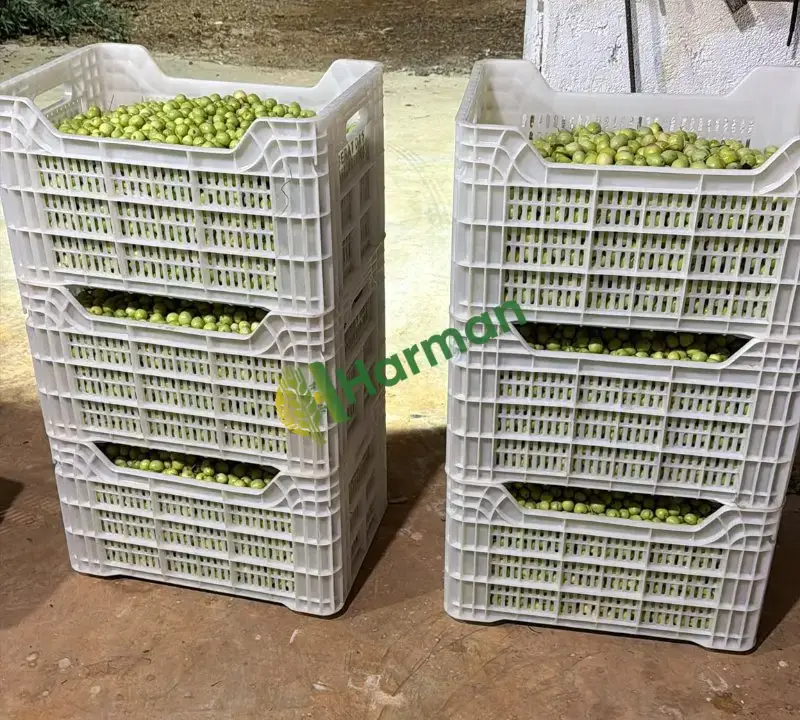 Dalından Tavşan Yüreği Yeşil Zeytin