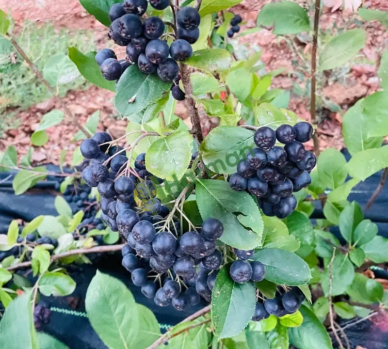 Dalından taze Aronya(Aronia)