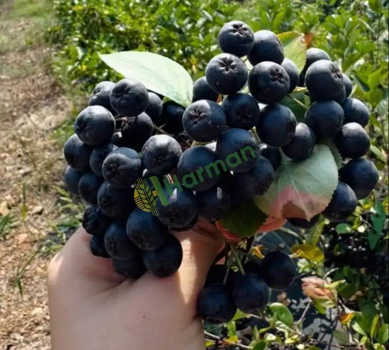 Dalından taze Aronya(Aronia)