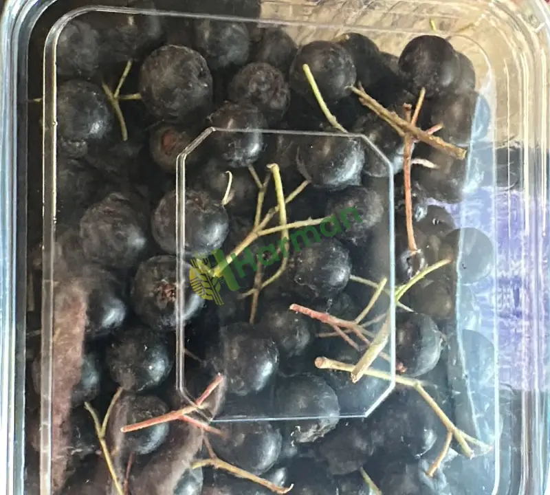 Dalından taze Aronya(Aronia)
