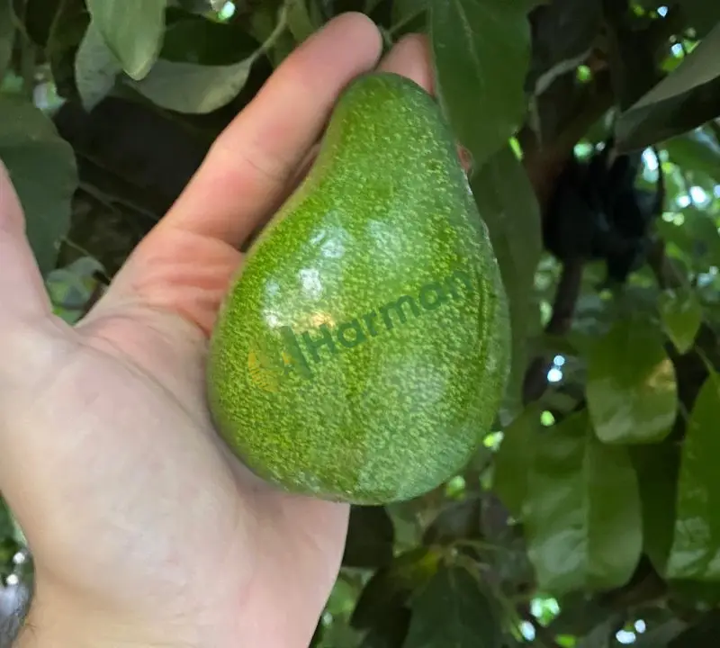 DALINDAN TAZE AVOKADO