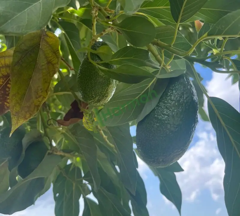 DALINDAN TAZE AVOKADO