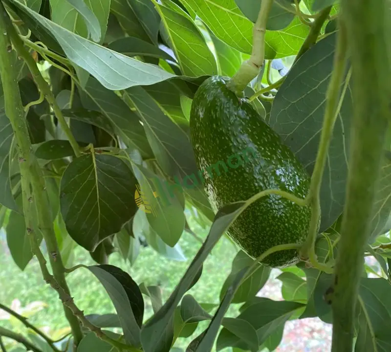 DALINDAN TAZE AVOKADO