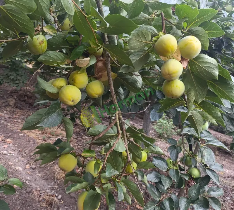 DALINDAN TAZE CENNET HURMASI