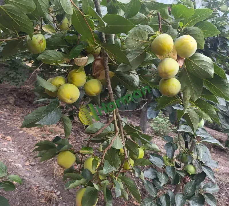 DALINDAN TAZE CENNET HURMASI