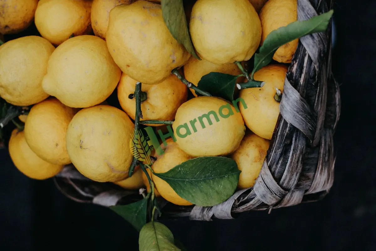 Dalından taze kesim lamas limon alınır -Tekirdağ Süleymanpaşa