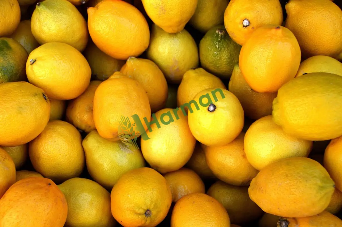 Dalından taze kesim lamas limon, satılık - Muş Malazgirt