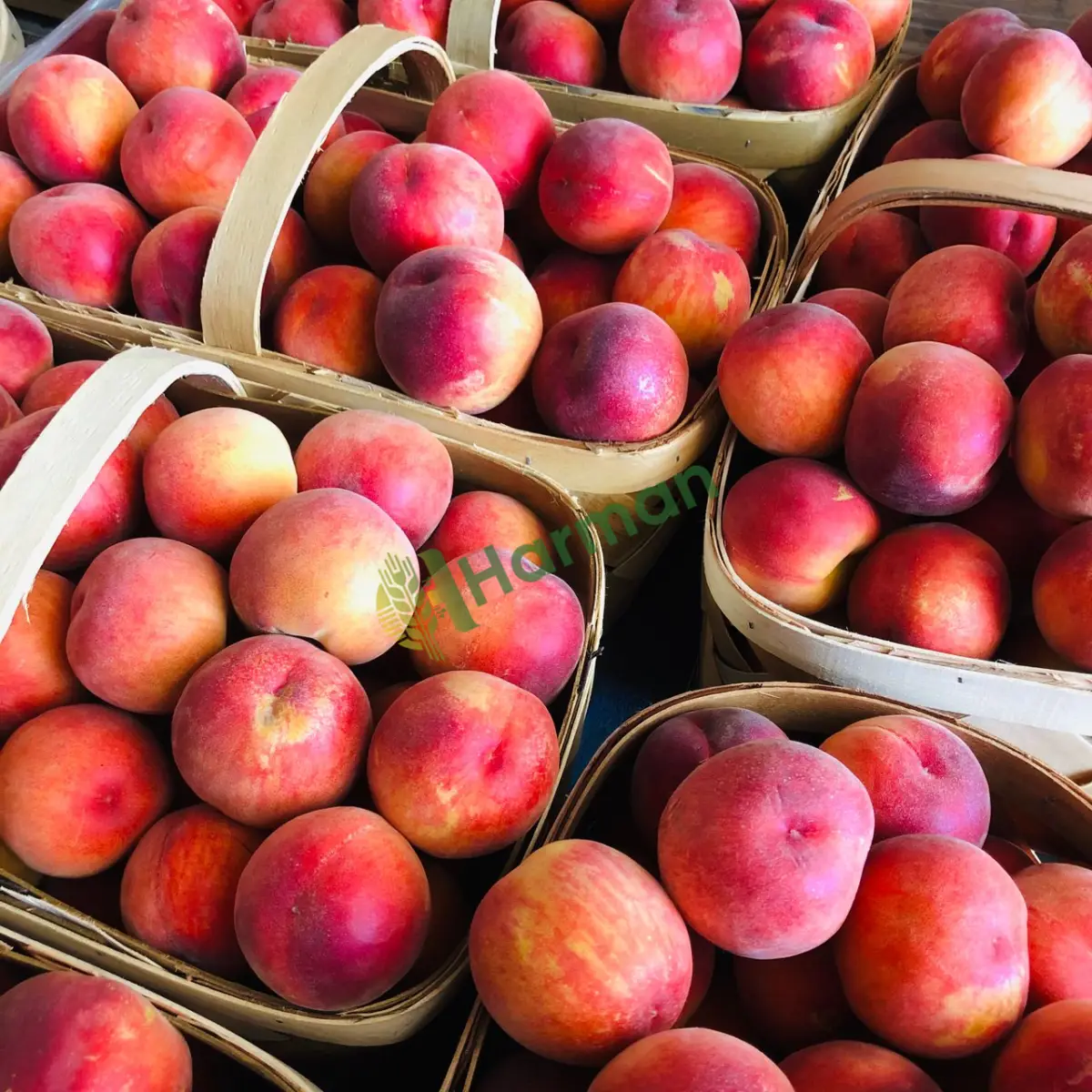 Dalından taze nektarin şeftali-Şanlıurfa Viranşehir