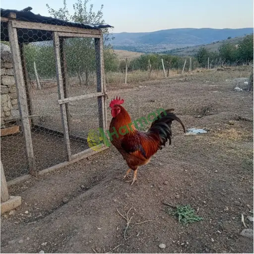 Bursa Osmangazi damızlık horoz alınır