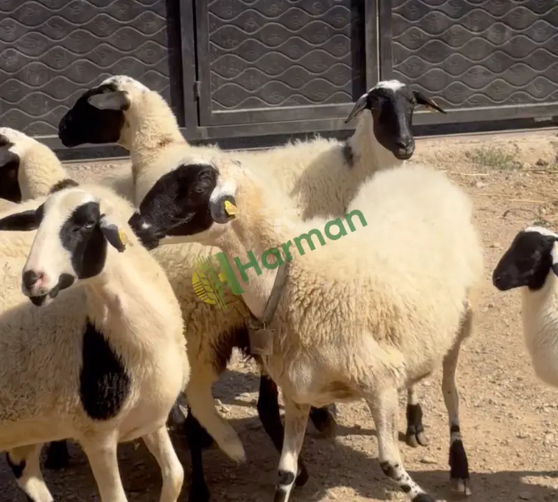 Damızlık merinos kıvırcık ve sakız koyunu krediye uygun