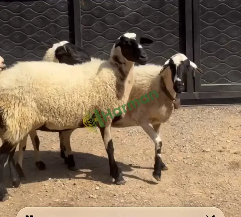Damızlık merinos kıvırcık ve sakız koyunu krediye uygun