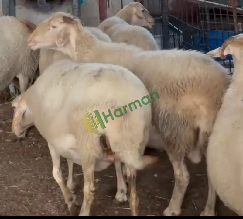 Damızlık merinos kıvırcık ve sakız koyunu krediye uygun