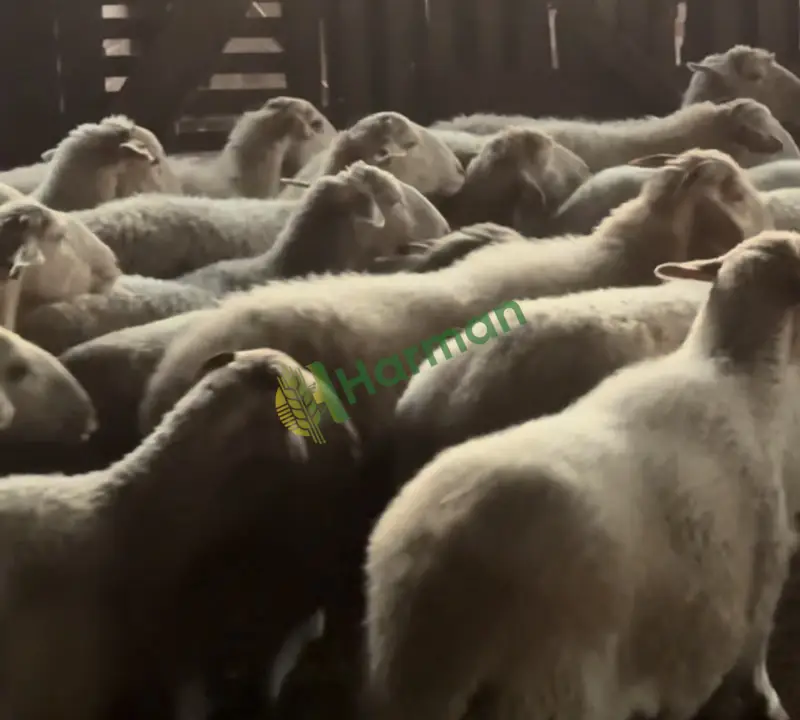 Damızlık merinos kıvırcık ve sakız koyunu krediye uygun