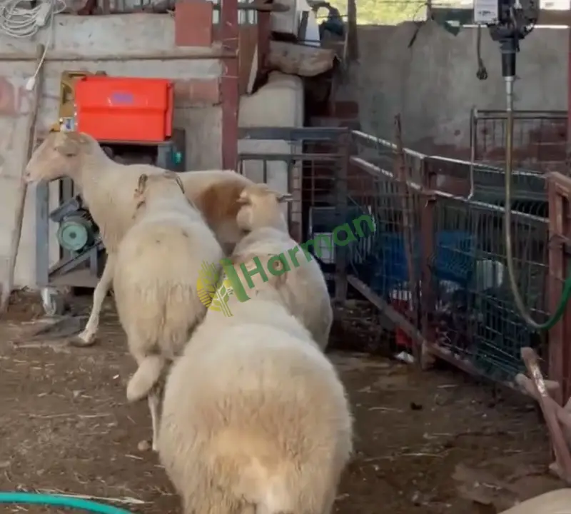 Damızlık merinos kıvırcık ve sakız koyunu krediye uygun