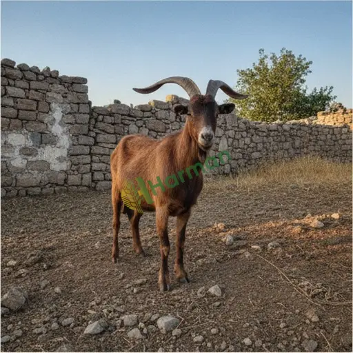 Muğla Yatağan damızlık teke alıcısıyım
