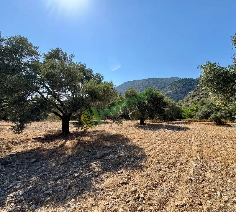 Datça Yaka sızma zeytinyağı 400 kg – üreticiden