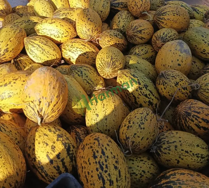 Dayanıklı Kırkağaç kavunu