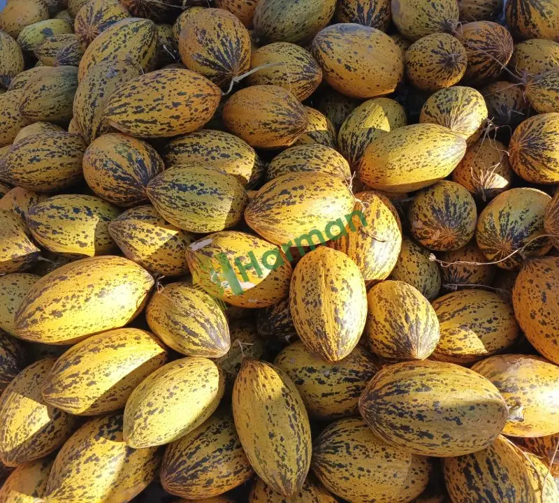 Dayanıklı Kırkağaç kavunu