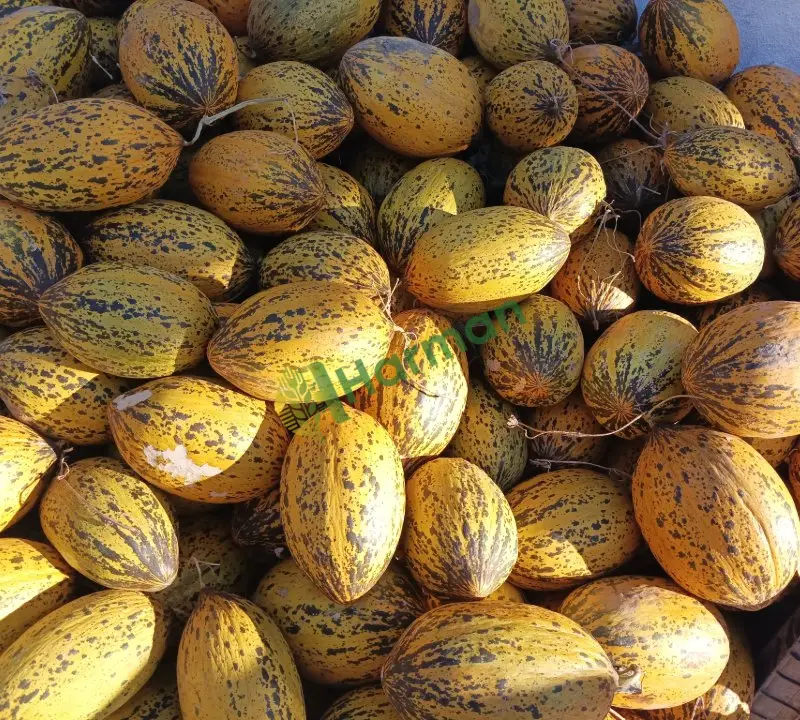 Dayanıklı Kırkağaç kavunu