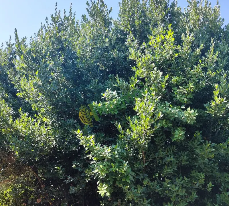 Defne yaprağı 2_4 ton arası