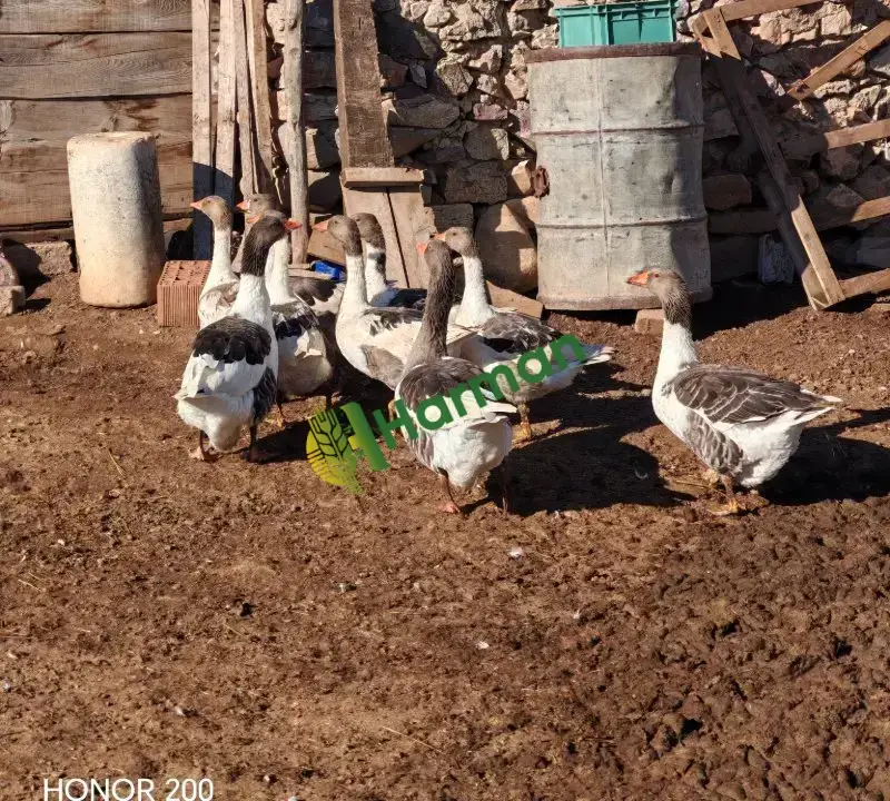 Denizli çiftlik 9 kaz