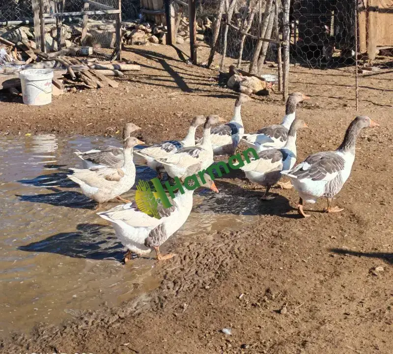 Denizli çiftlik 9 kaz