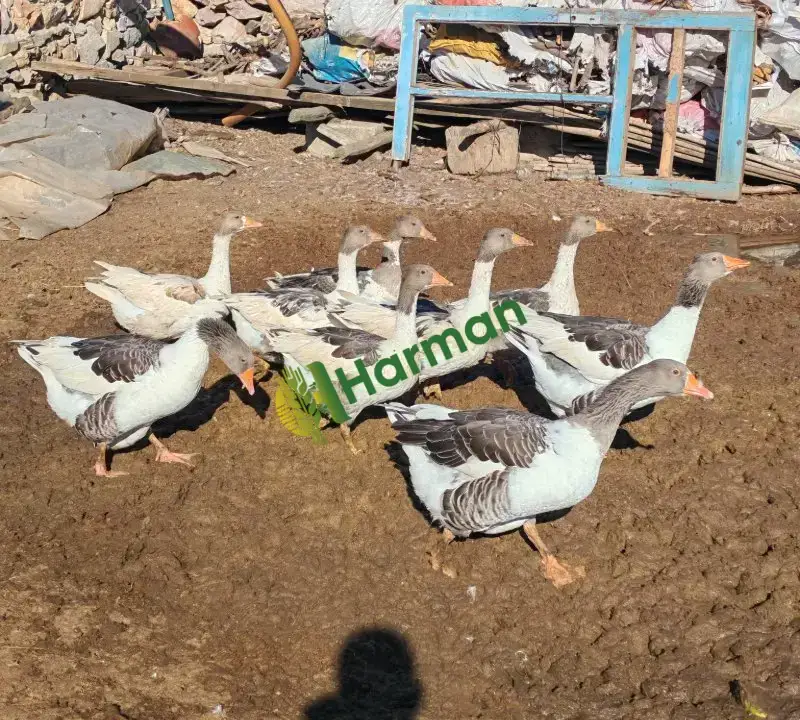 Denizli çiftlik 9 kaz