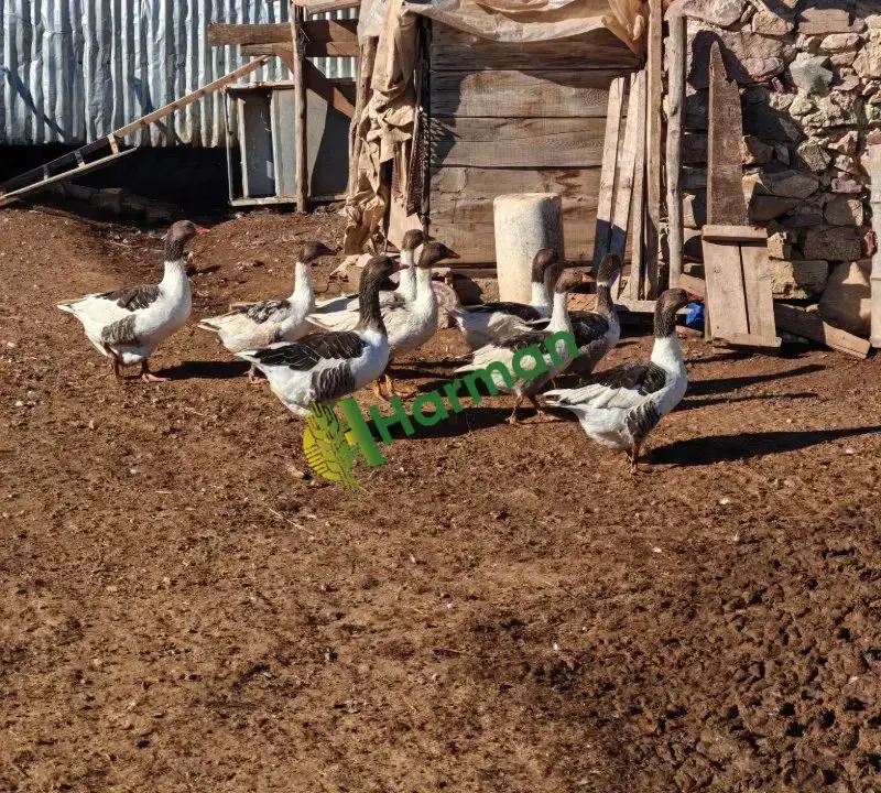 Denizli çiftlik 9 kaz