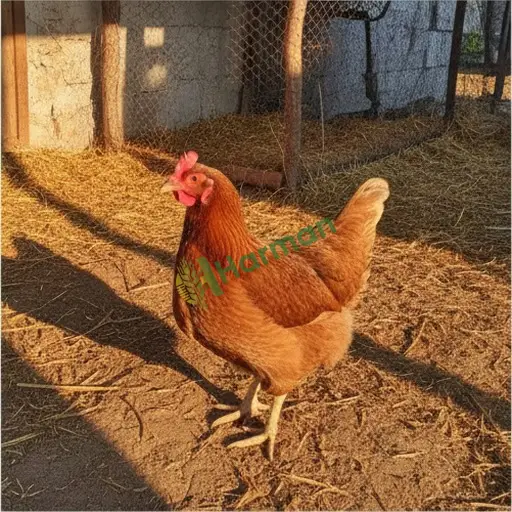 Denizli Bekilli'de damızlık tavuk var