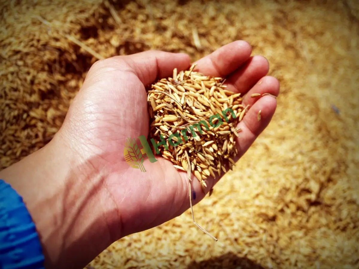 Depoda muhafazalı kuru beyaz arpa, satılık - Tunceli Çemişgezek