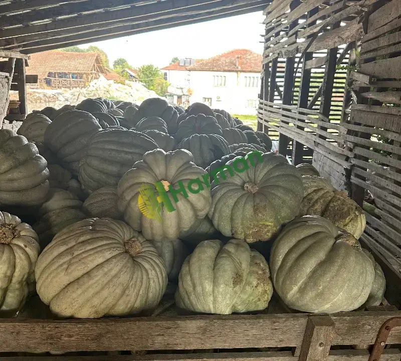 Depoda satılık beyaz kabak