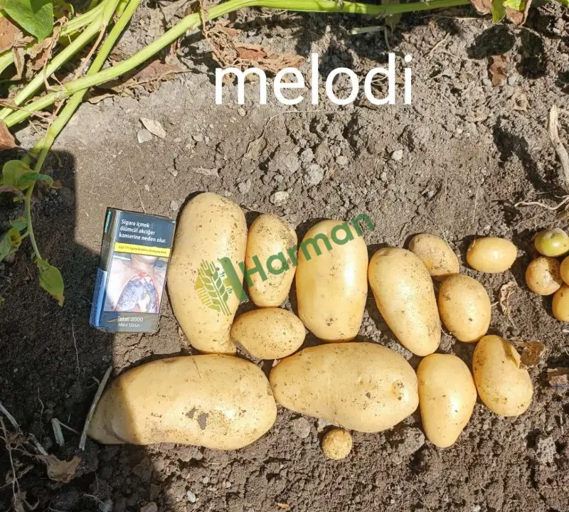 Depoda yeni söküm papates