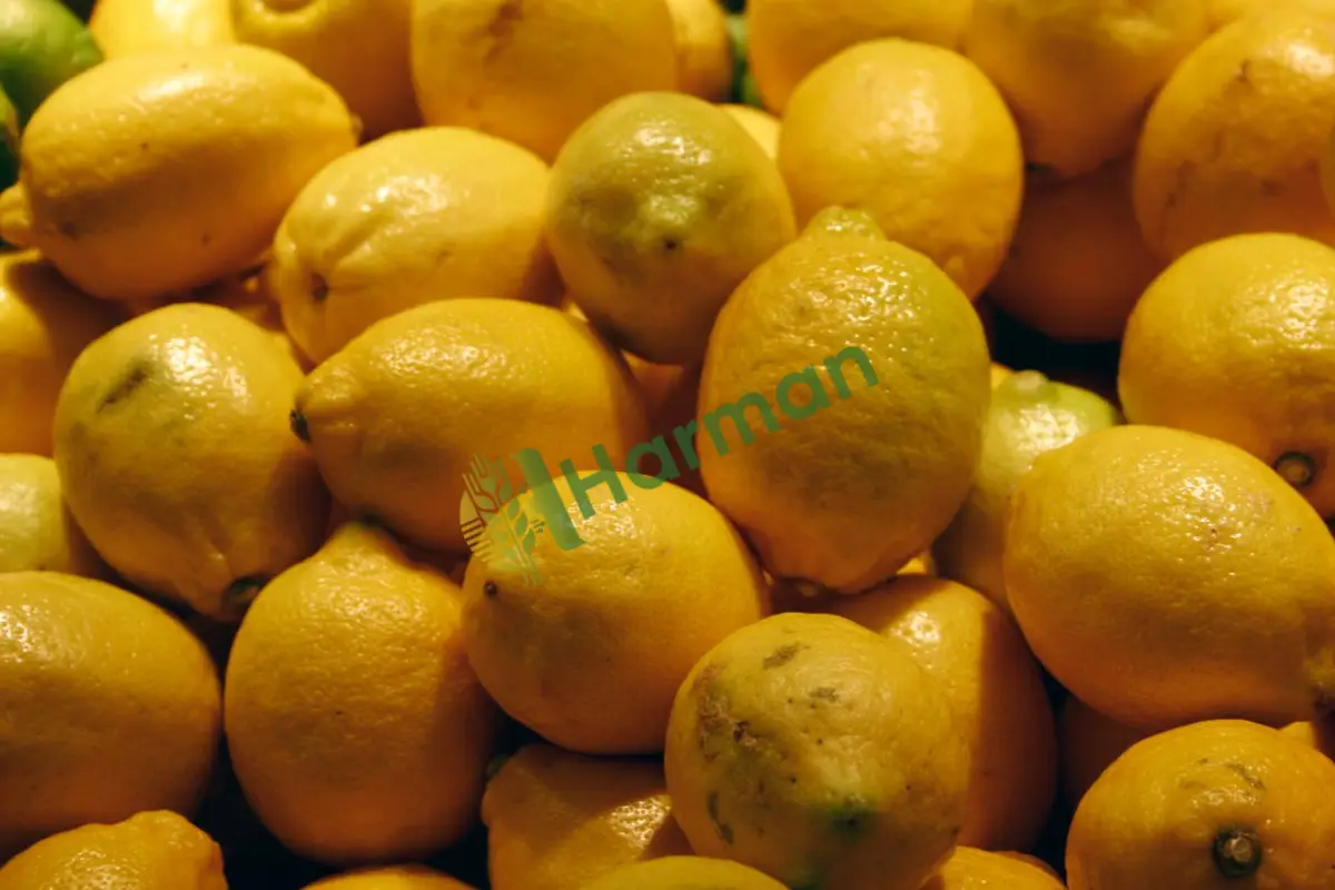Depoluk kaliteli interdonat limon, satılık - Iğdır Karakoyunlu
