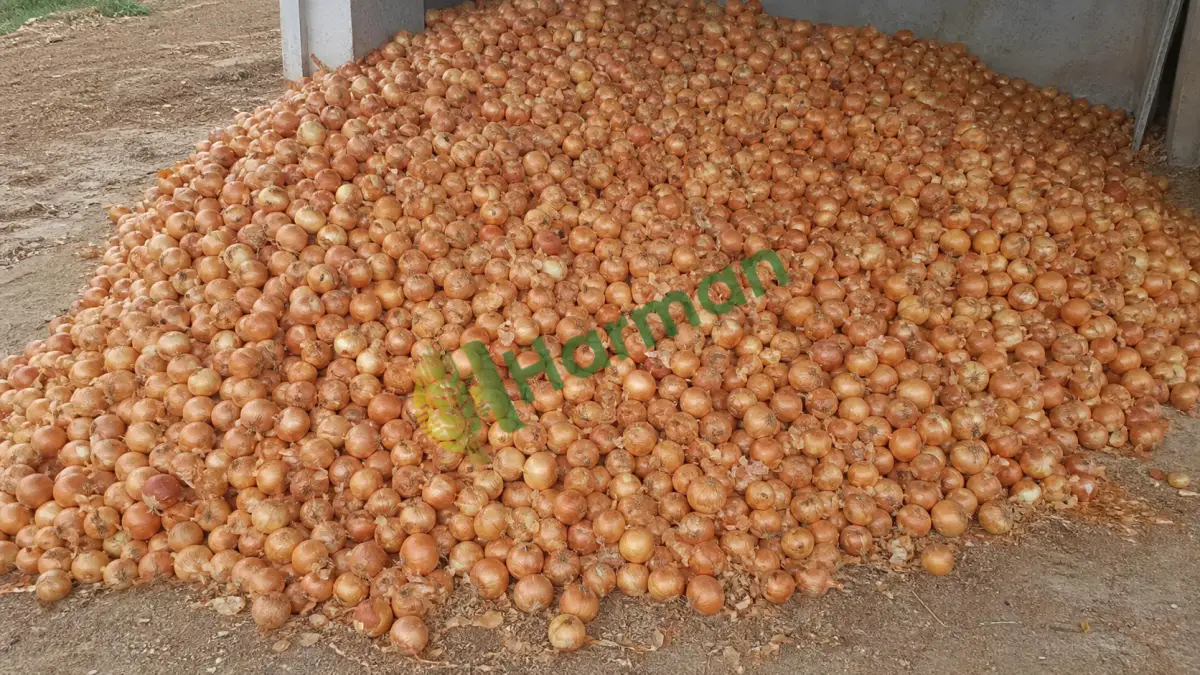 Depoluk kuru soğan