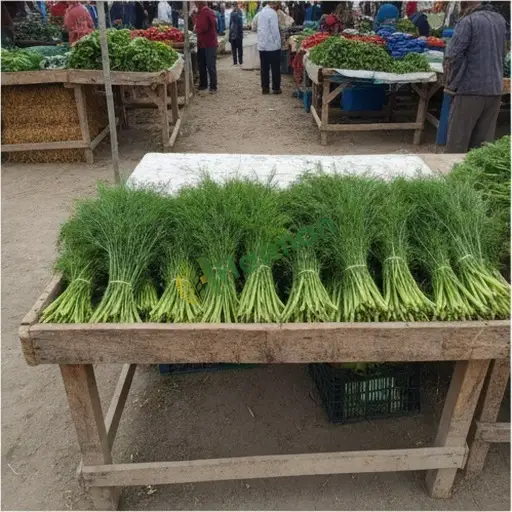 Aydın Kuyucak'ta dereotu alınacak