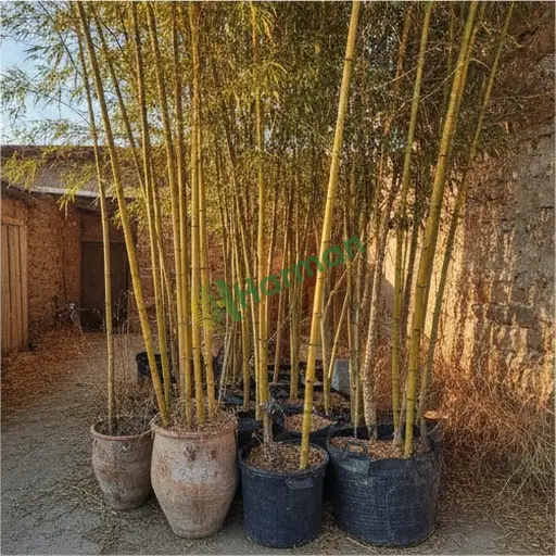 Aydın Kuşadası'nda dev bambu toptan alınır