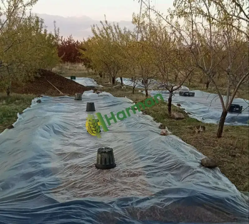Direk Üreticiden Yeni Hasad TAZE BADEM - Kayseri