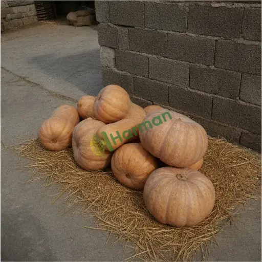 Diyarbakır Ergani'de Hint kabağı alıyorum