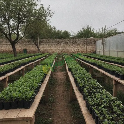 Diyarbakır Bağlar karanfil fidesi alınacak