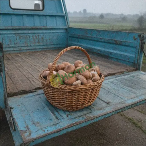 Diyarbakır Kulp'ta shiitake mantarı satılık