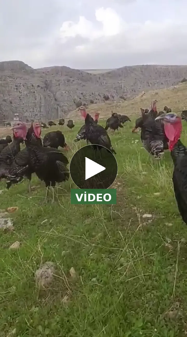 Doğal beslenmiş hindi
