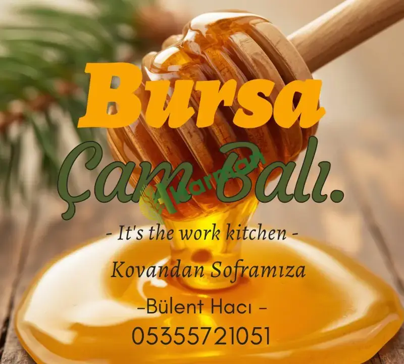 Doğal ÇAM BALI BURSA