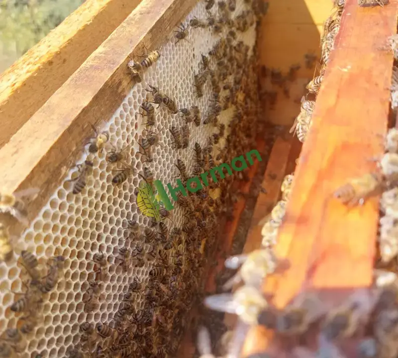 Doğal ÇAM BALI BURSA