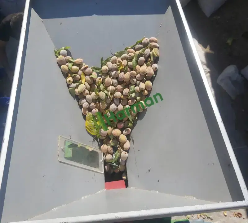 Doğal çıtır badem bu senin mahsülüdür kendi bahçemizden