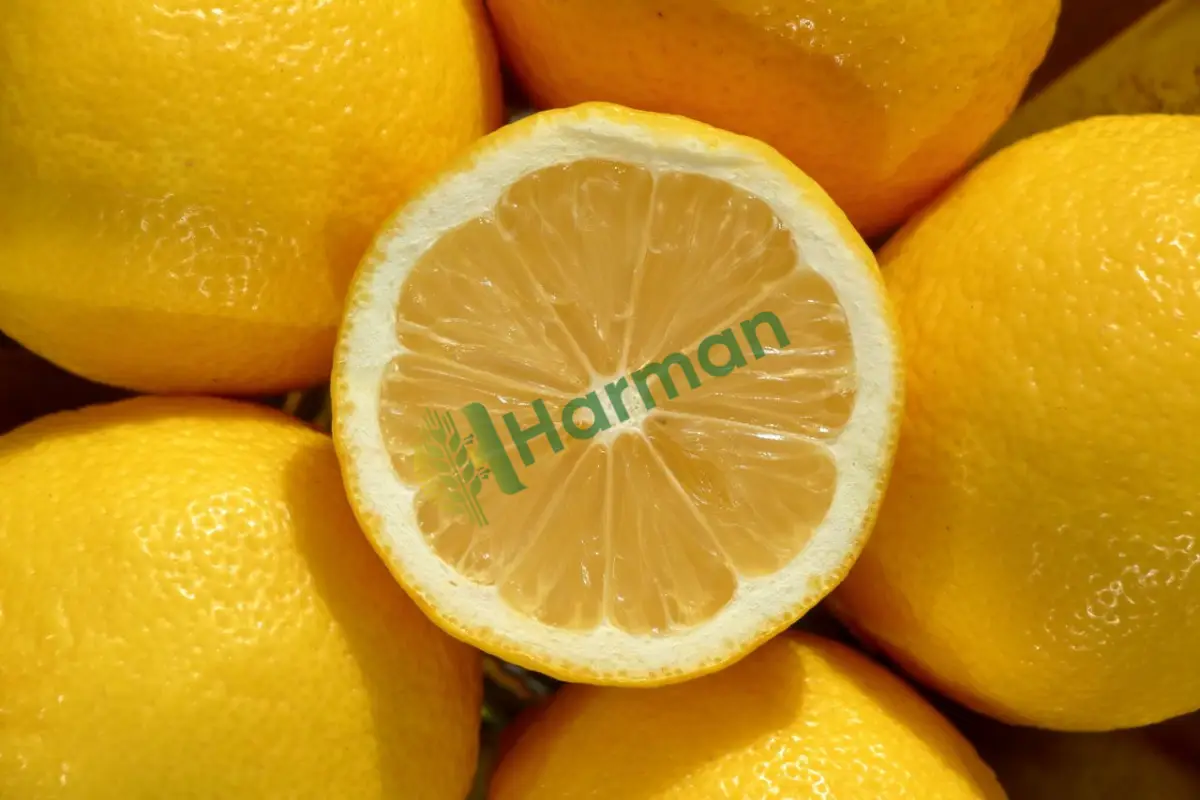 Doğal gübreyle yetişmiş temiz limon, satılık - Bartın Amasra