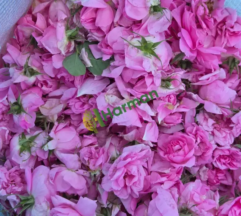 Doğal kokulu ısparta gülü pembe reçellik sirkelik kurutmalık serbetlik