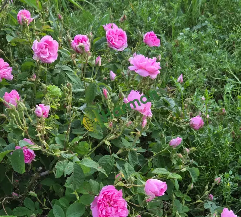 Doğal kokulu ısparta gülü pembe reçellik sirkelik kurutmalık serbetlik