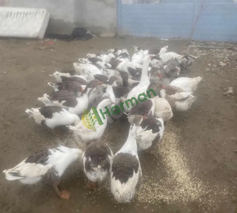 DOĞAL KÖY KAZI