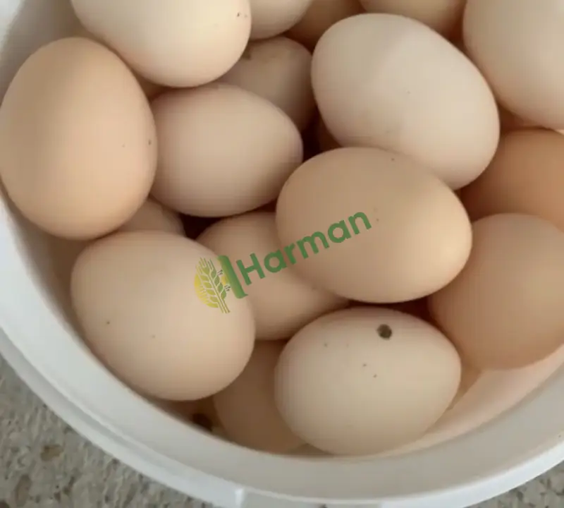 Doğal köy yumurtası döllü